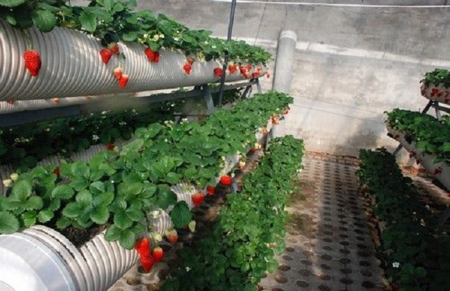 草莓最新无土种植技术(大棚草莓无土栽培技术)