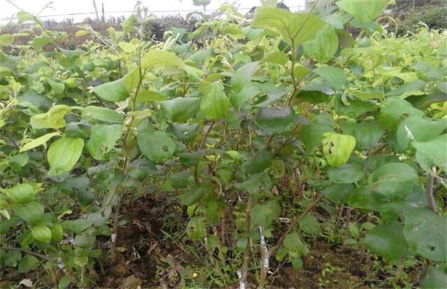 青枣施肥技术(花生施肥技术)