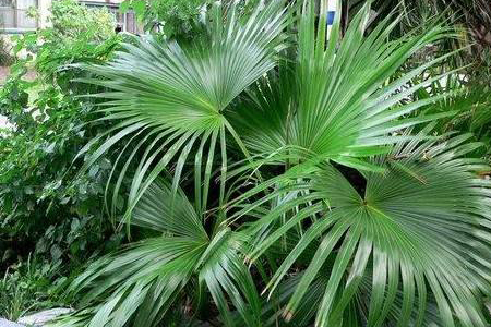 蒲葵栽植方法技巧(树苗栽植方法)