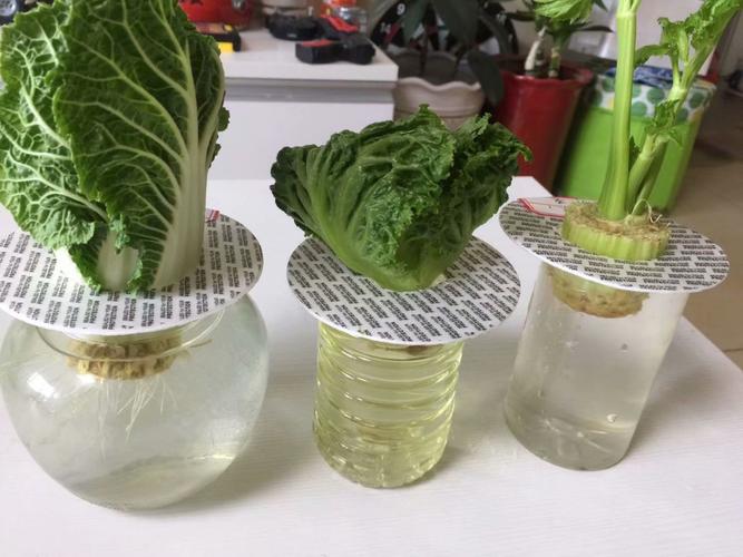 水培蔬菜怎么种植家庭