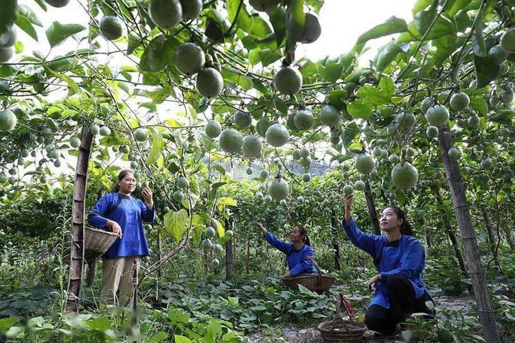 贵州百香果种植基地