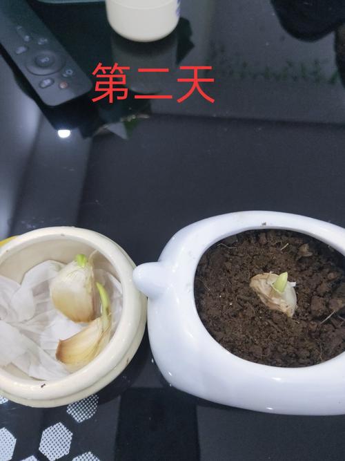 今年种大蒜还用浇水吗