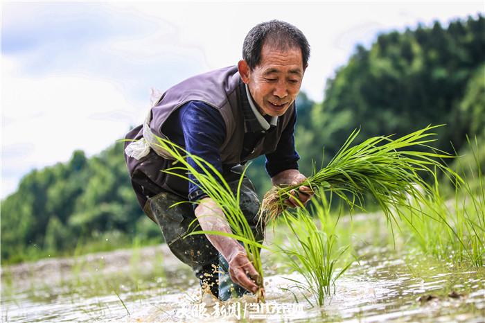 种水稻的有利条件