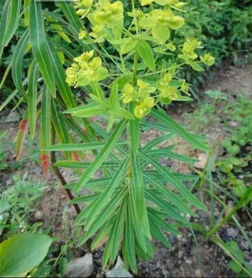 甘遂植物图片