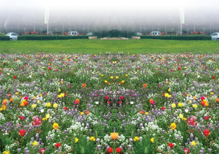 进口野花组合种植技术(野花组合种子种植时间)