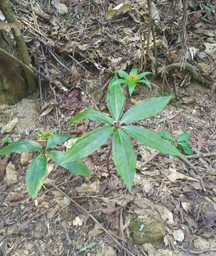 七枝莲种植技术(七叶莲的栽培技术视频)