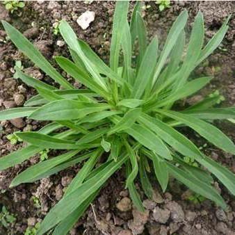 农业野菜种植技术(野菜栽培技术)