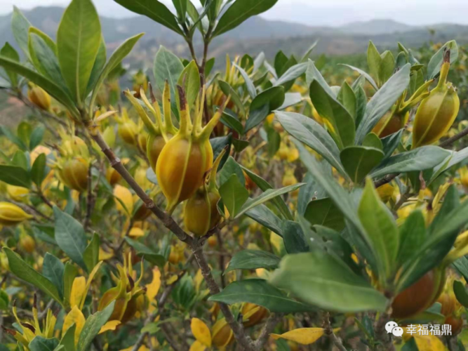 黄栀子种植技术(黄栀子怎样种植)