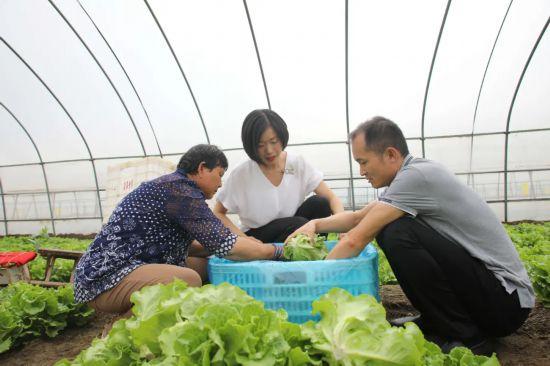 大学毕业回家种菜