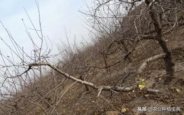 详细的苹果修剪技术(图解)(修剪苹果树的枝条图解)