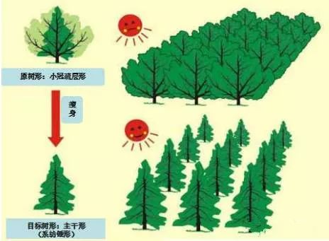 冬剪果树技术(苹果树冬剪技术视频)