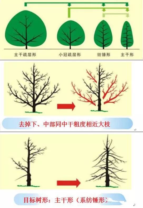 冬剪果树技术(苹果树冬剪技术视频)