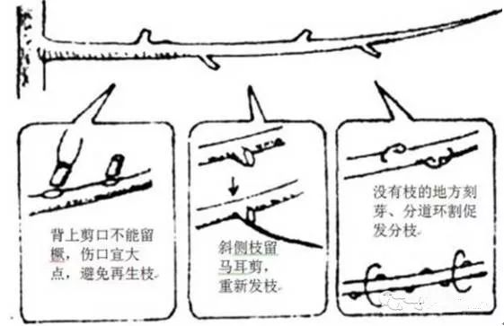 冬剪果树技术(苹果树冬剪技术视频)