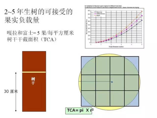 苹果树整形及修剪技术(苹果树修剪技术视频整形和修剪)