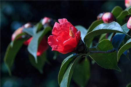 耐冬花什么时间开花(耐冬花是什么花)