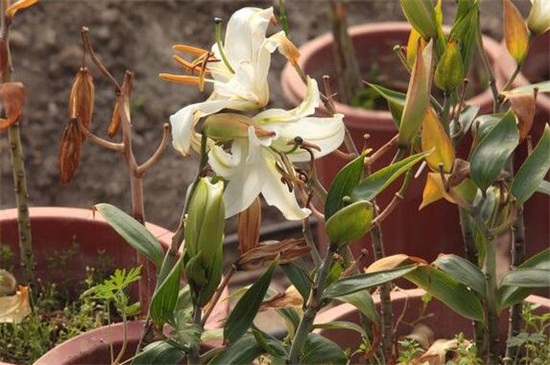 百合花的开放时间(百合花的开放时间和姿态)