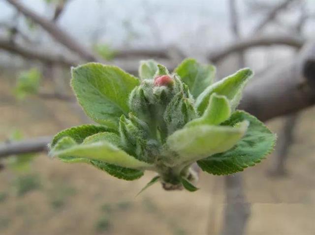 苹果花芽分化与促花管理(苹果花芽分化的适宜温度)