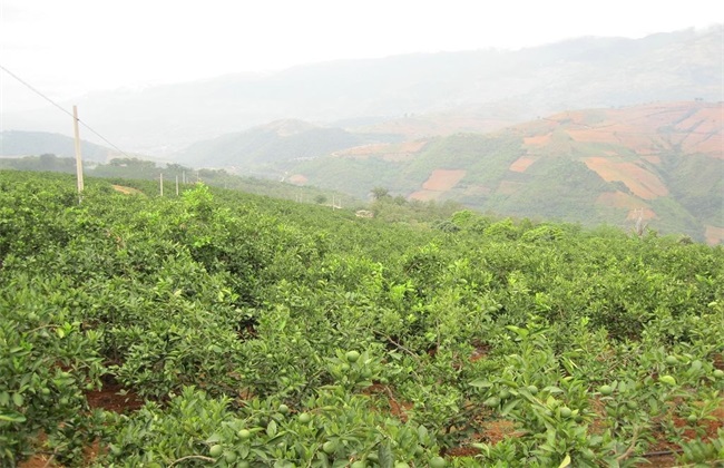 褚橙的田间管理方法技巧(褚橙种植基地位置)