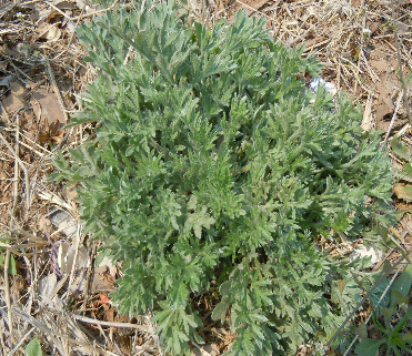 山野菜大全(黑龙江山野菜大全)