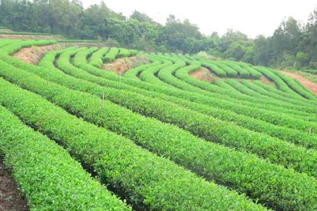 种茶要什么样的土壤(毁林种茶对土壤的影响)