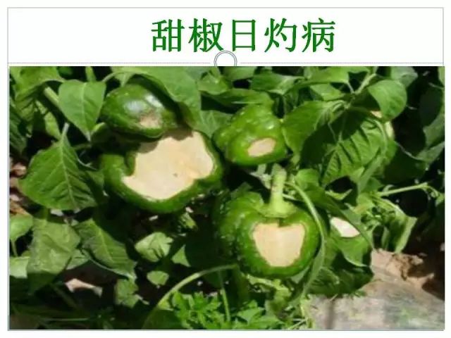 辣椒病虫害高清图谱 解决方案(小米辣椒的种植及病虫害预防)