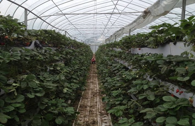 草莓最新无土种植技术(大棚草莓无土栽培技术)