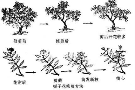 小叶栀子花几月修剪(小叶栀子花开几季)