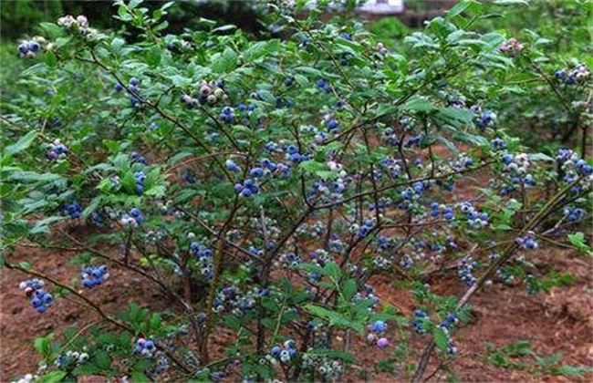 蓝莓种植一亩的成本(蓝莓亩栽多少)