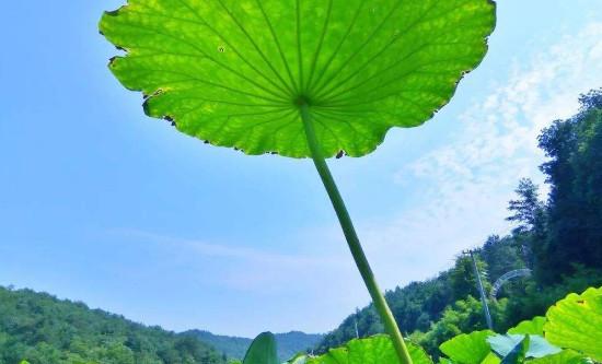 荷花为什么只长叶子不开花(荷花开花的变化过程)