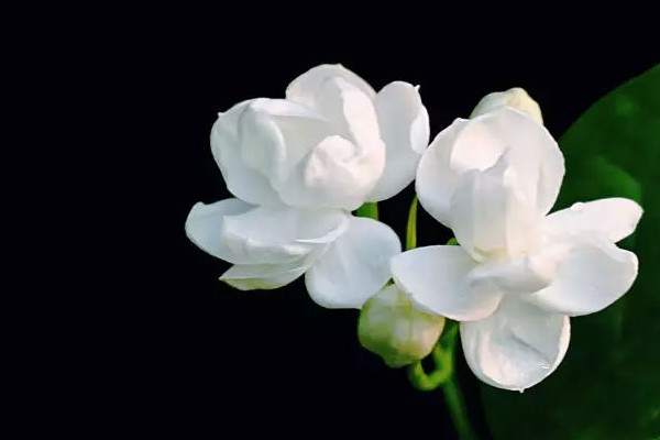 茉莉花怎么剪枝(茉莉花怎么剪枝视频)