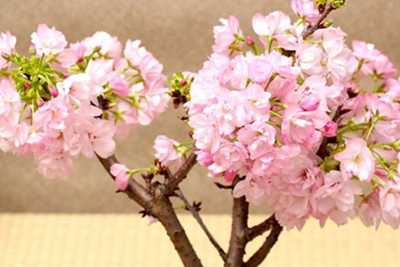 樱花怎么种植(樱花种植方法和步骤)