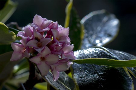 金边瑞香冬季怎么种植(金边瑞香冬季能移植吗)