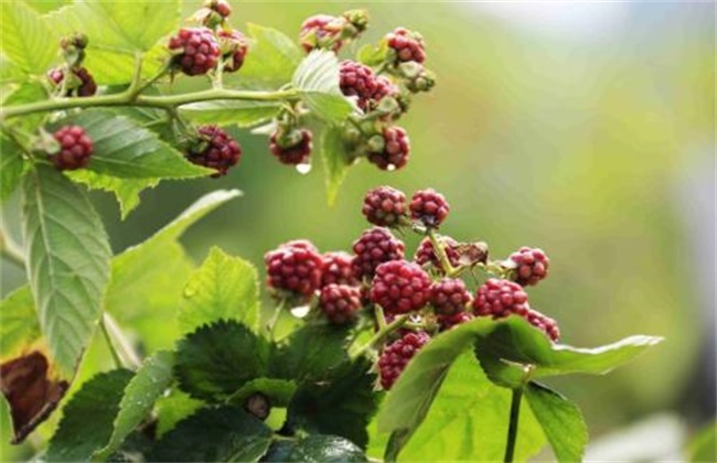 覆盆子种植怎么管理(覆盆子怎样种植)