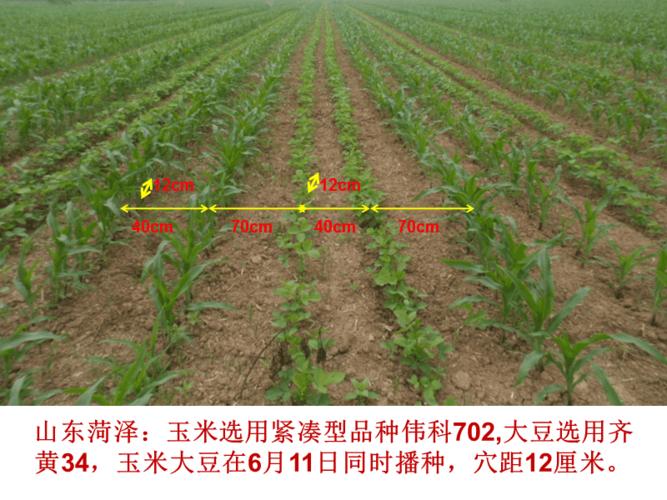 玉米和大豆套种技术