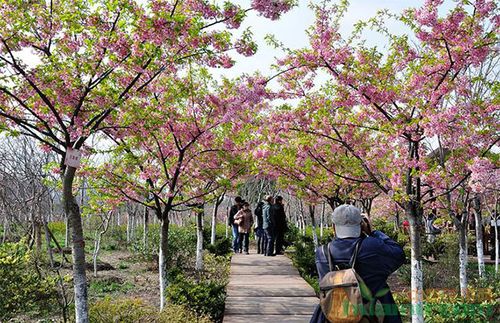 樱花育苗技术与栽培管理