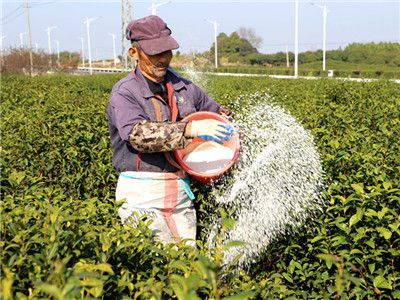 种植茶叶要使用化肥农药(化肥农药减施)