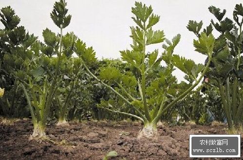 根芹的种植方法