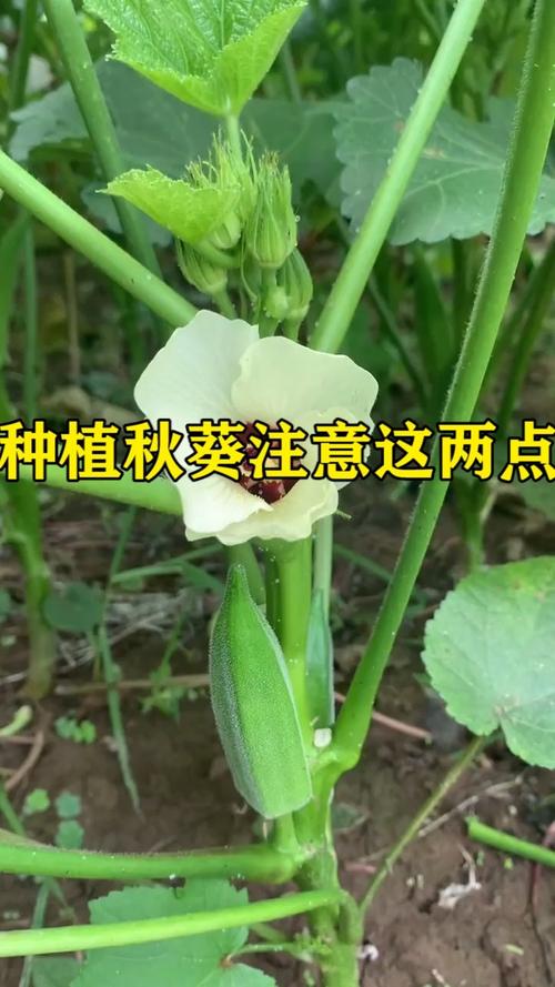 种植秋葵需要注意什么(打hpv疫苗前需要注意什么)