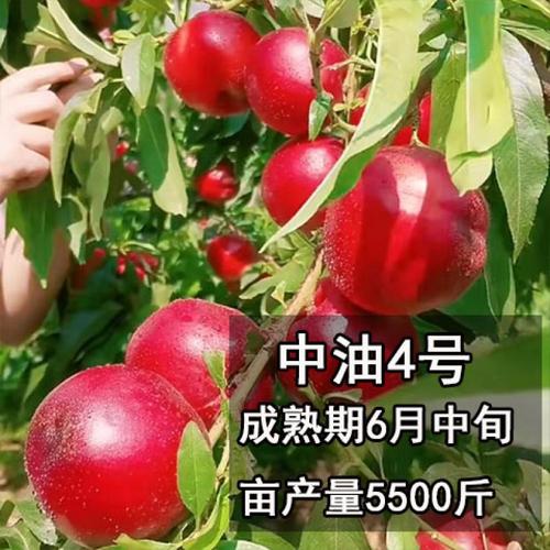 中油4号和中油5号的区别(中油4号和5号的区别)