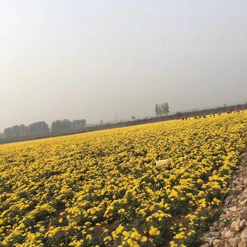 菊花苗适合什么季节种植(菊花苗什么季节栽种)