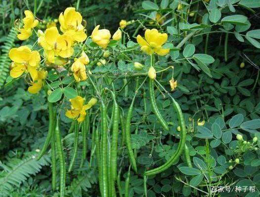 决明子的种植技术和注意事项