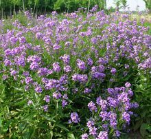 蓝香芥种植技术