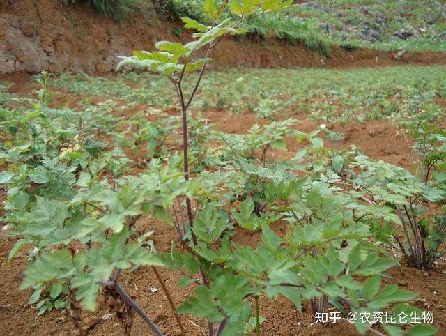 当归种植技术与栽培管理(当归种植及管理技术)