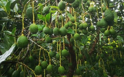 牛油果怎样种植技术