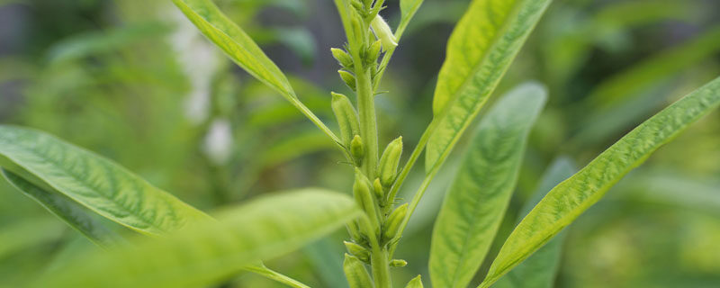 芝麻怎么种才能出好苗(怎样种芝麻出苗比较好)