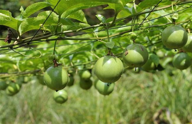 百香果的种植技术(百香果的种植技术和亩产量)