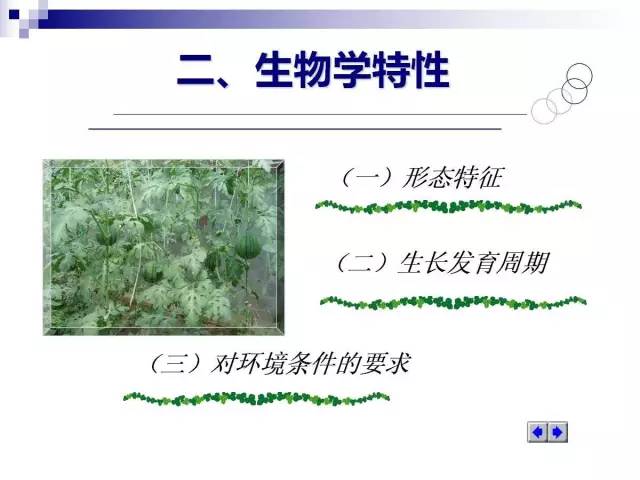 34个课件讲述种植西瓜(种植西瓜技术指导)