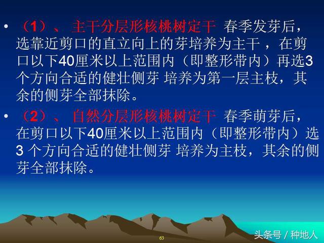 核桃整形修剪技术图解(树木整形修剪技术图解)