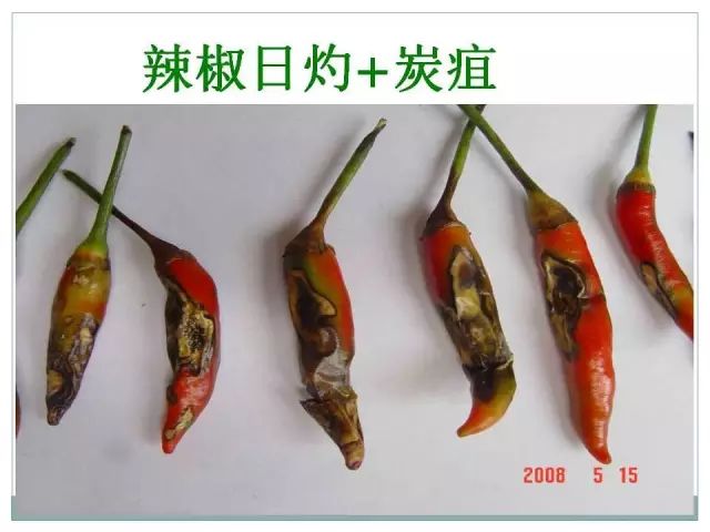 辣椒病虫害高清图谱 解决方案(小米辣椒的种植及病虫害预防)