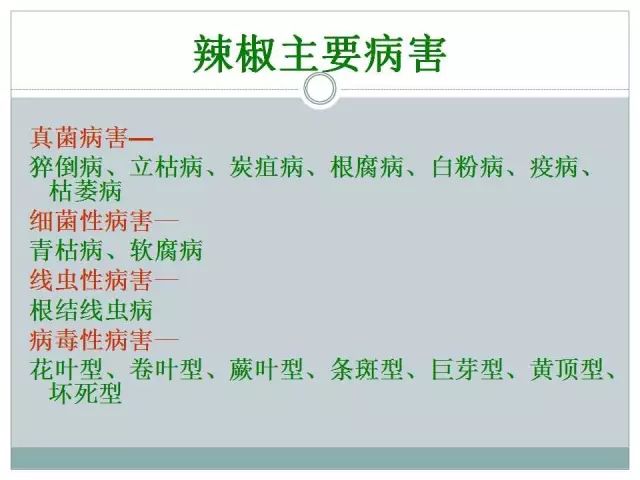 辣椒病虫害高清图谱 解决方案(小米辣椒的种植及病虫害预防)